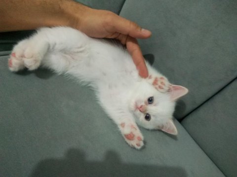 Sahiplendirilecektir british shorthair
