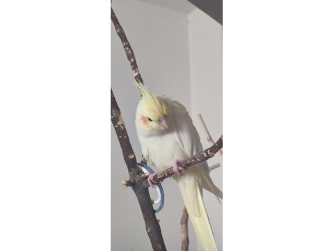 Ele alışık sultan papağanı