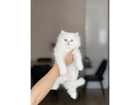 Mükkemmel kalitede british longhair yavrum