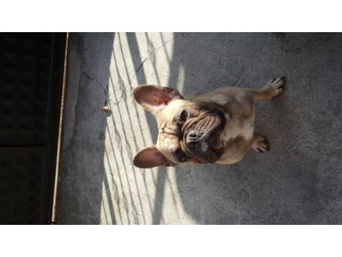 1,5 yaşında french bulldog erkek