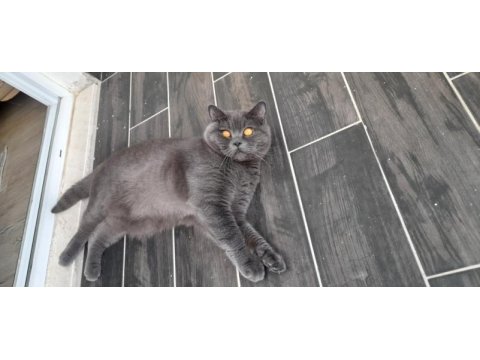 Baldan tatlı çok uysal kedimiz