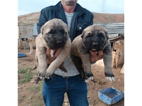 Kangal köpeği yavruları yeni evini arıyor