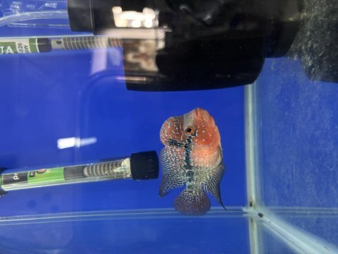 12 cm flowerhorn