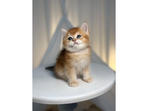 Show class golden yakışıklı british shorthair