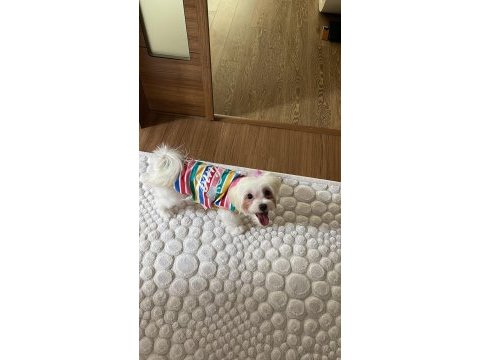 Güzel cindy maltese