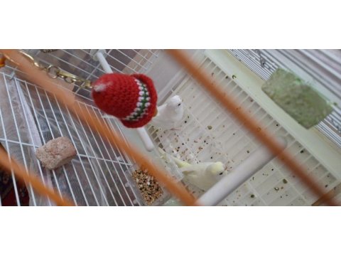 Sarı ve beyaz iki adet albino büyük kafes ile birlikte kuşum