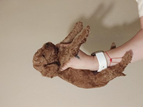 F2 kızıl kahve lekesiz erkek maltipoo