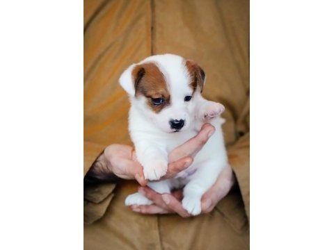Fcı şecereli safkan erkek jack russell terrier
