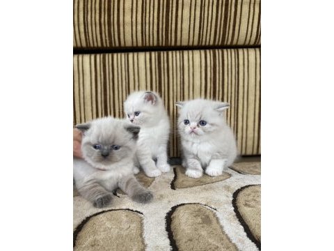 Minik yavrularımıza yuva arıyoruz british shorthair