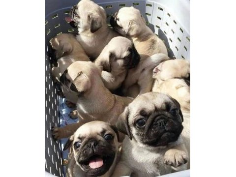 Pug 55 - 65 günlük erkek ve dişi yavrular
