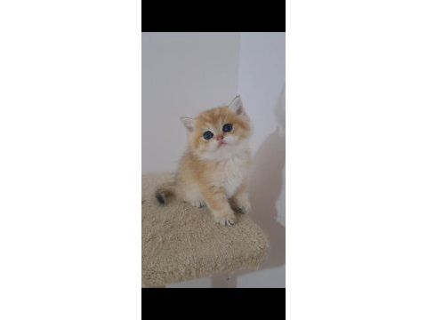 British shorthair golden erkek