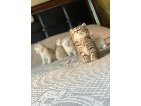 Show kalite british shorthair yavru