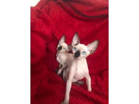 Sphynx sfenks tüysüz dişi erkek yavruları