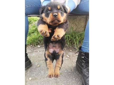 Sağlam kan hatlı rottweiler yavrular