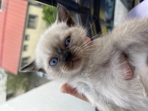 British shorthair yavrular