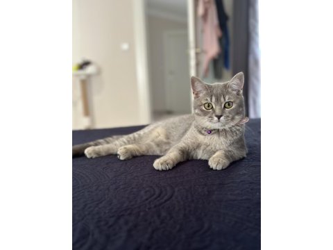 15 aylık dişi british shorthair
