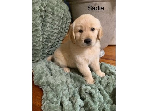 Baby face surat golden retriever yavrular