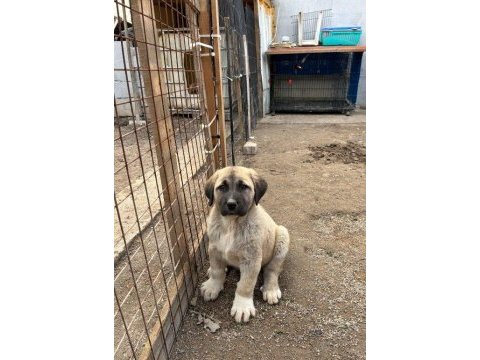 Orijinal safkan kangal yavrular