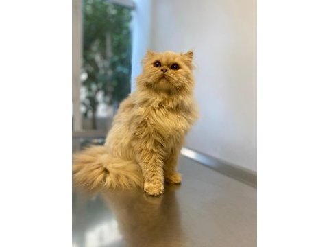 Chinchilla 2 erkek yavru