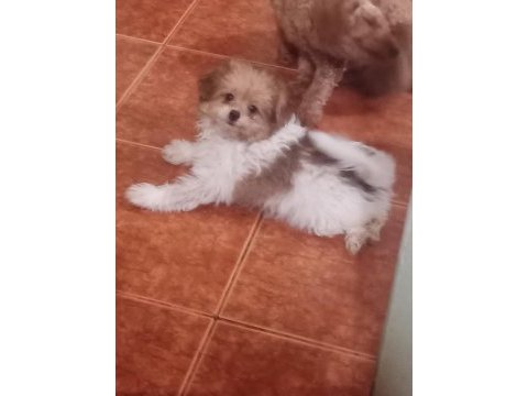 Pomapoo bebekler