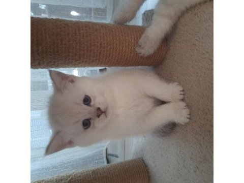 Mükemmel tatlılıkta british longhair yavrular