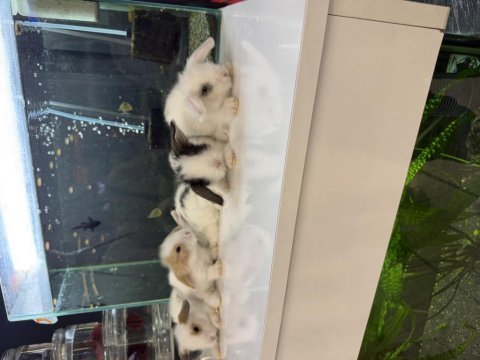 Hollanda lop tavşan yavruları