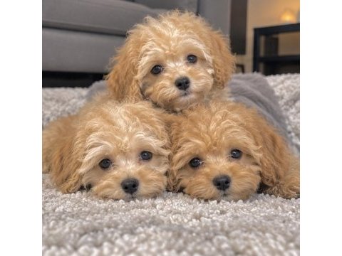 Poodle ayarında maltipoo miniklerim