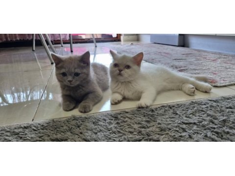Acil sahiplendirme british shorthair ve blue point yavrular