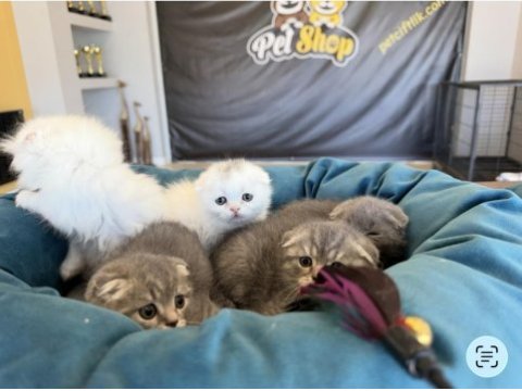 Top kafa scottish fold yavrular ankara magaza