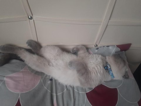 4 aylık scottish fold