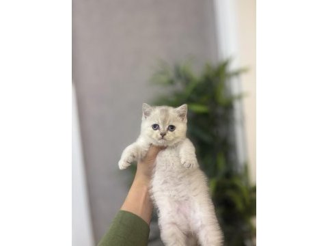 Birbirinden güzel brıtısh shorthair yavrularım 