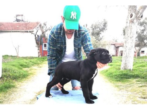 Şecereli cane corso yavruları