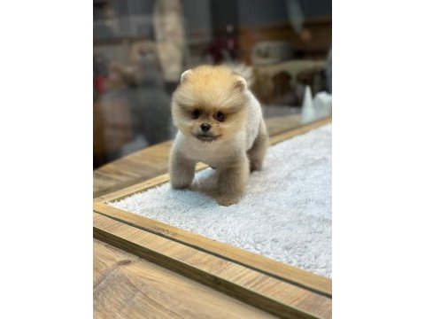 Pomeranian köpeğimiz yeni yuvalarını bekliyor