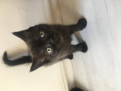 British shorthair yavru 3 aylık