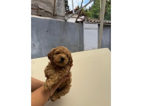 Teslime hazır maltipoo yavrularımız