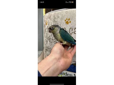 Her renk bebek konur papağanları