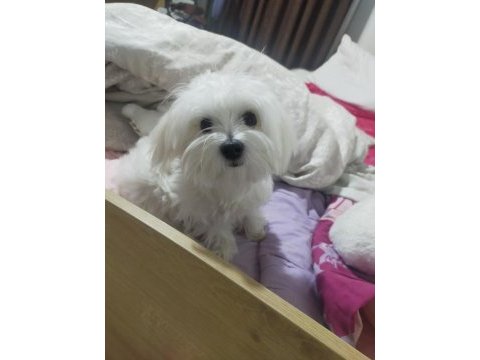 Çiftleştirme maltese köpeği