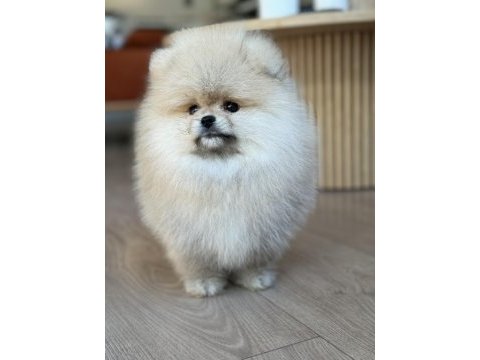 Üst düzey dişi pomeranian boo