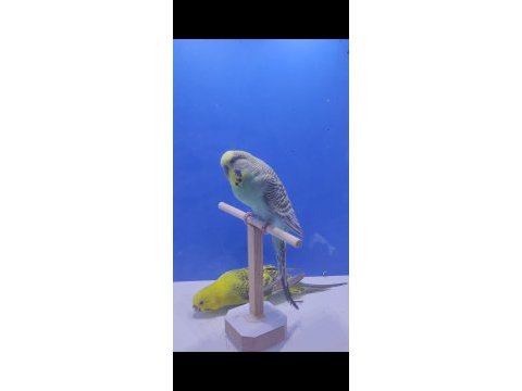 3 takım yeni eşleme genç takım kuşlar
