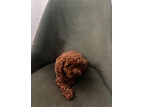 Minik kore poodle