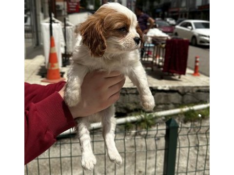 Sevimli cavalier yavrular her yere gönderilir