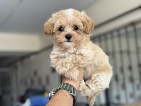 Ankaranın  en güzel kore maltipoo yavruları