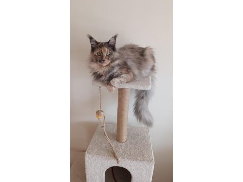 Dişi maine coon