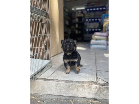 Egzotik üst düzey full fluffy dişi fransız bulldog