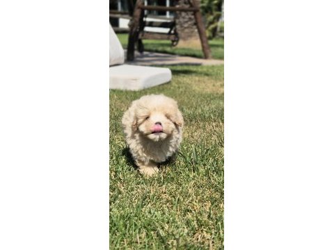 Teacup maltipoo bebekleri sizleri bekliyor 