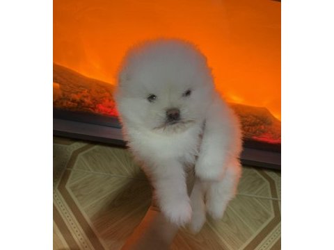 Teddy bear kar beyaz teacup pomeranian boo erkek