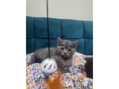 British shorthair yavrular ırk sağlık garantili