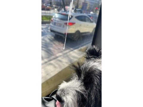 Maltipoo dişi 3 aylık