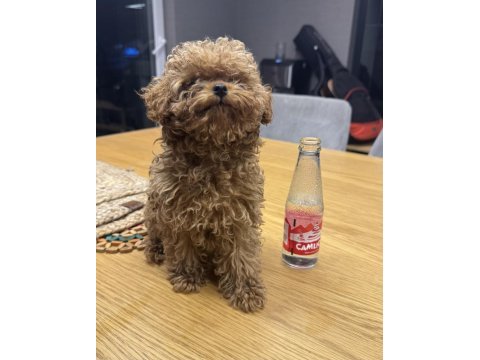 Teacup tuvalet eğitimli yavru poodle
