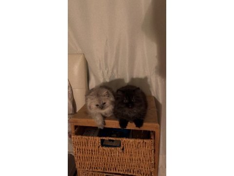 British longhair ayı surat dişi yavrular